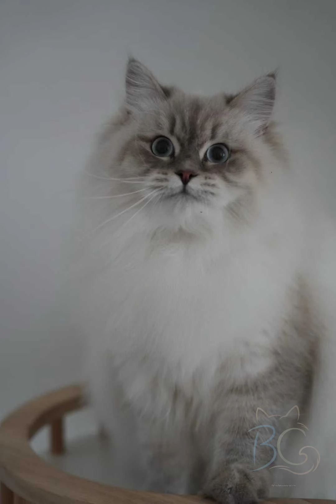 繁育计划猫妈多多