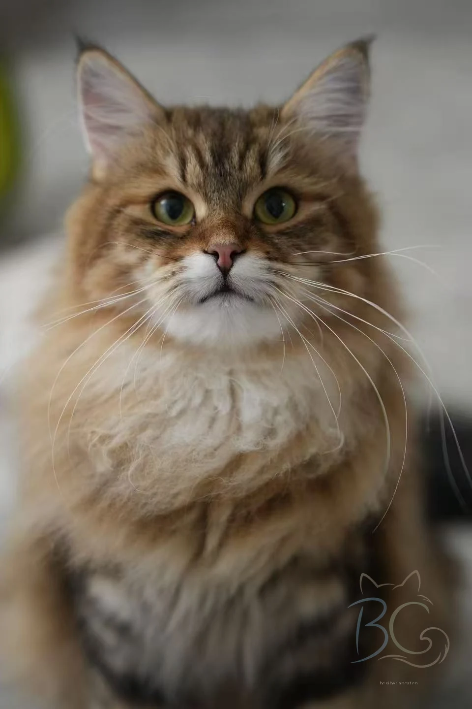 繁育计划猫妈小九