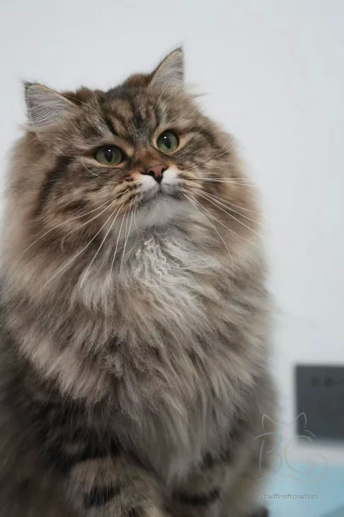 繁育计划猫妈花花