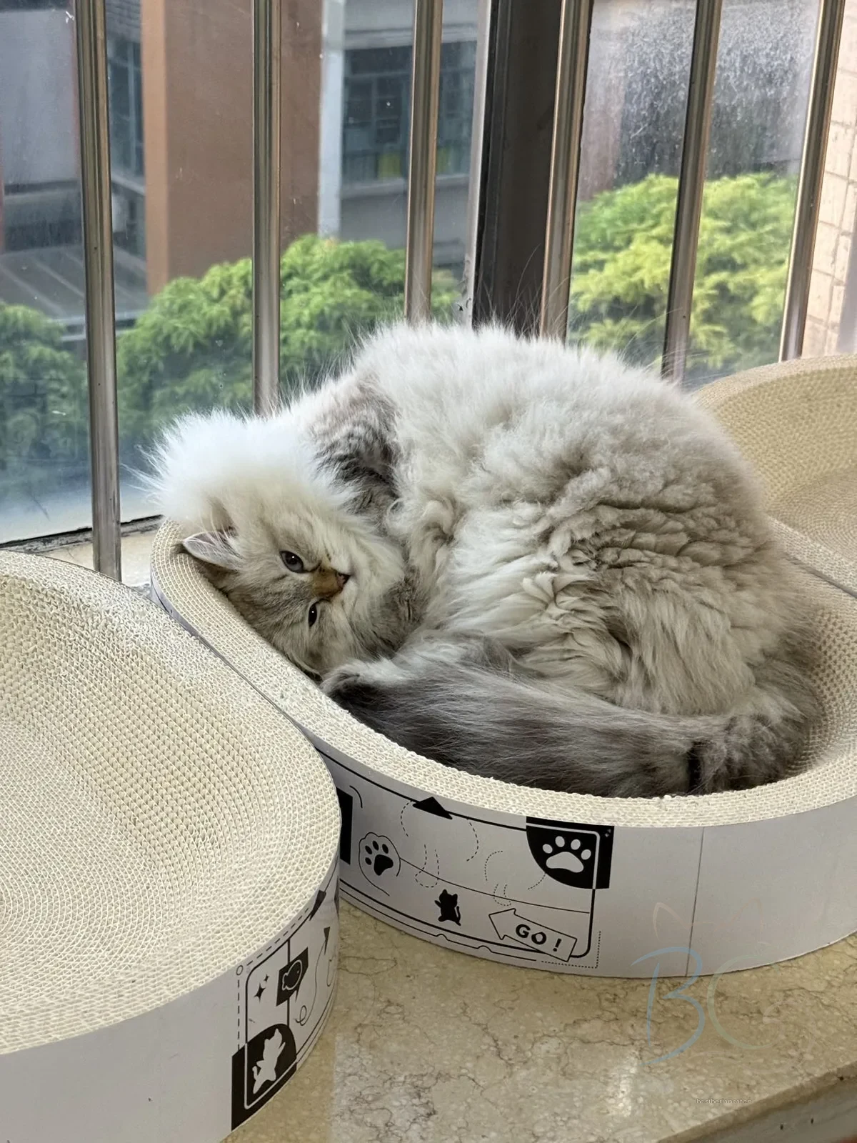 鸡爪真实照片 6