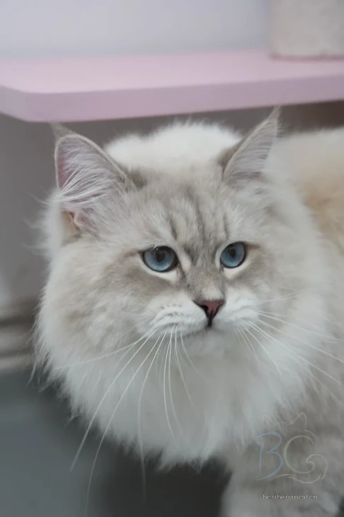 繁育计划猫爸大老白