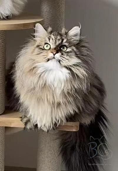 繁育计划猫妈姐姐