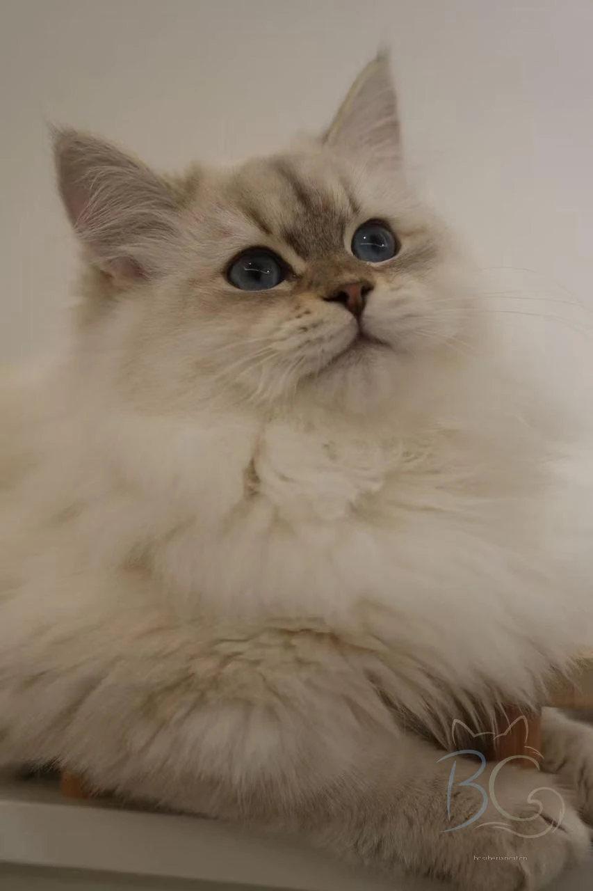 繁育计划猫妈秋月