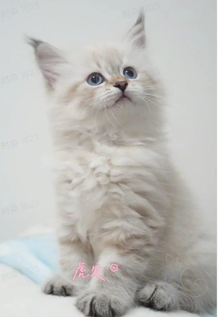 虎贝真实照片
