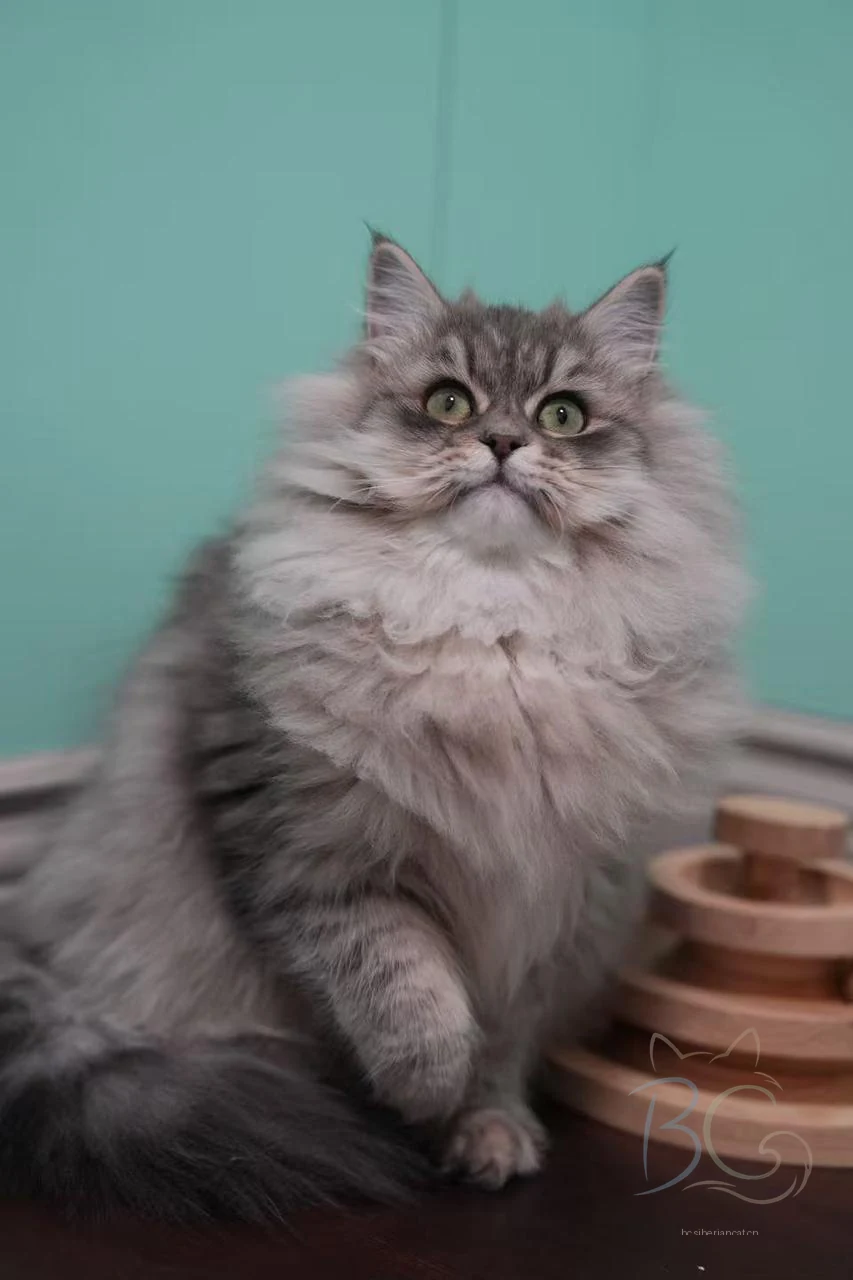 繁育计划猫妈妹妹