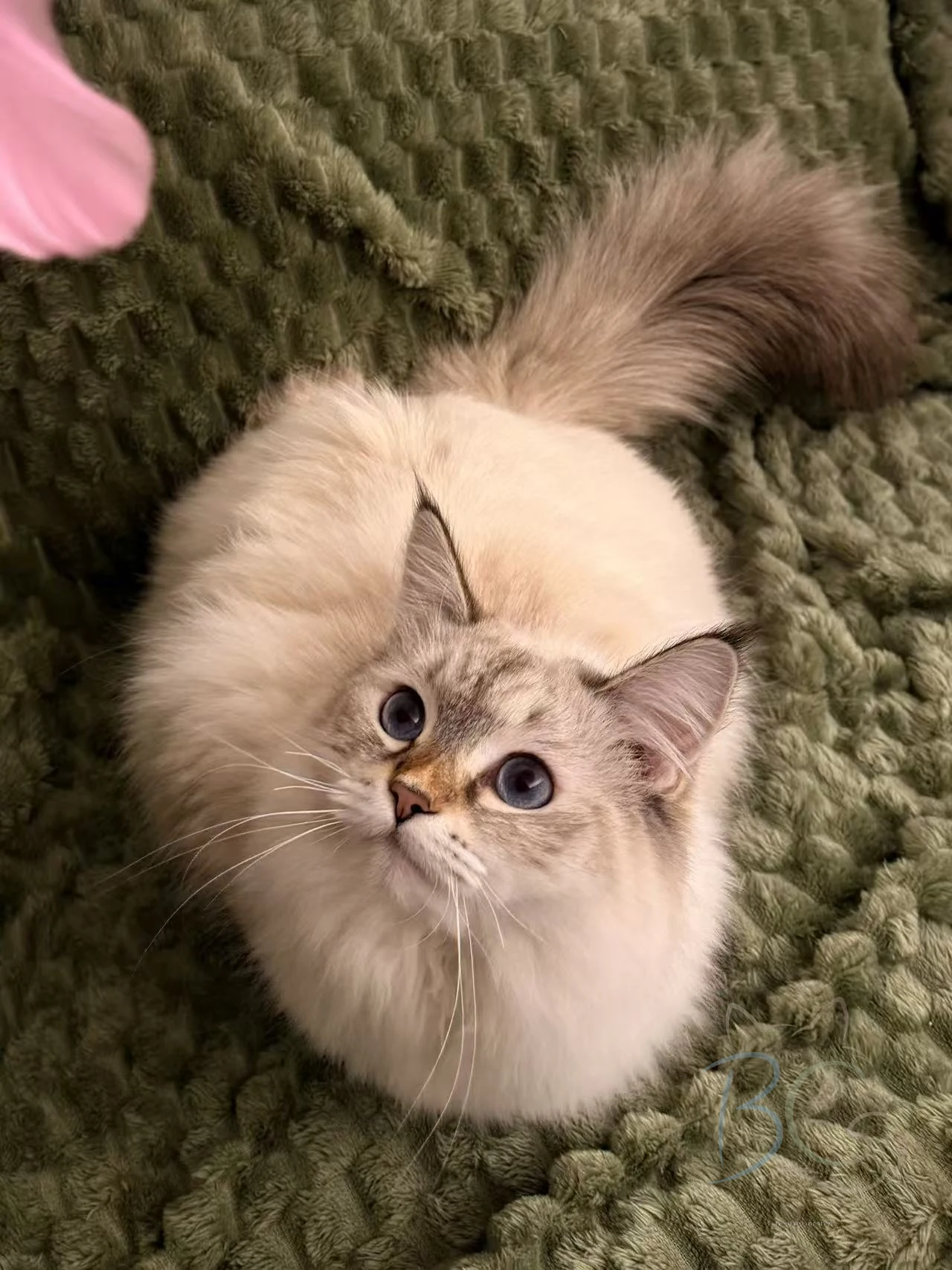 多比真实照片
