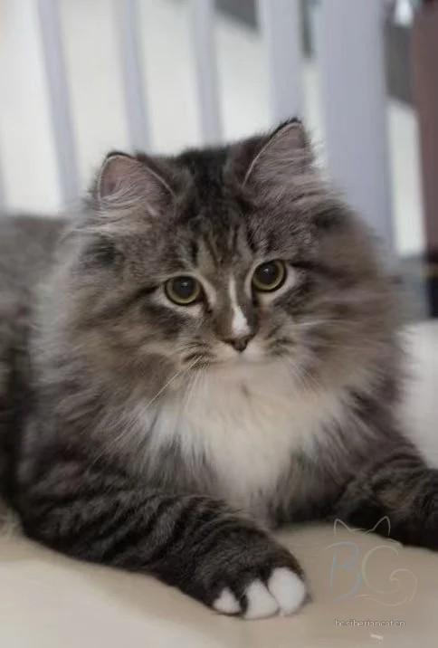 繁育计划猫爸石头