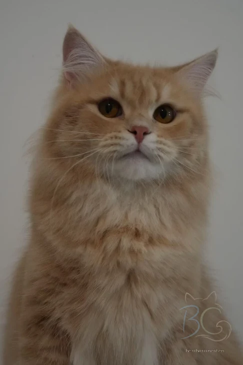 繁育计划猫爸肉松