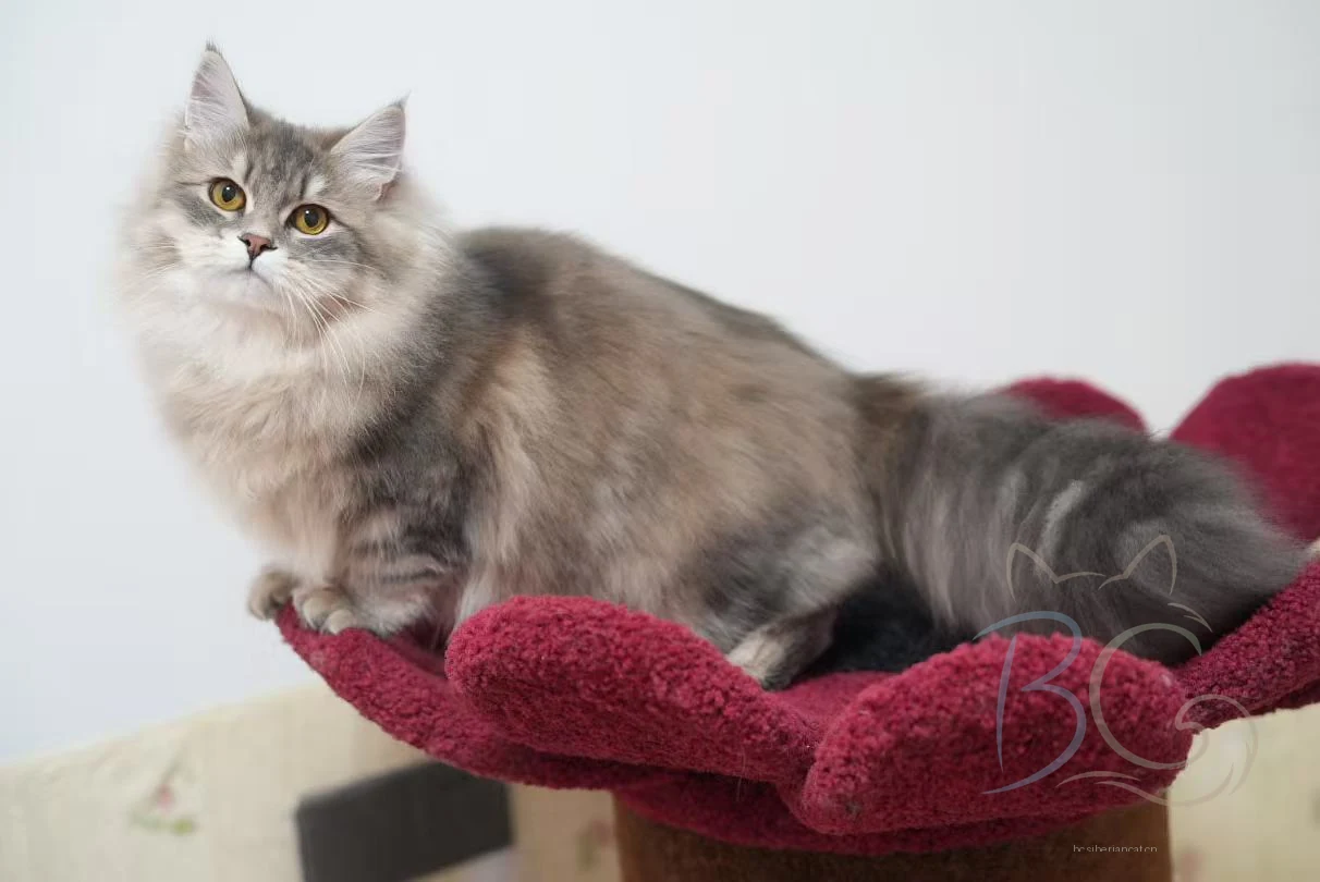 繁育计划猫妈汐汐