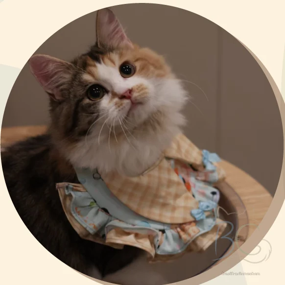 繁育计划猫妈哈娜