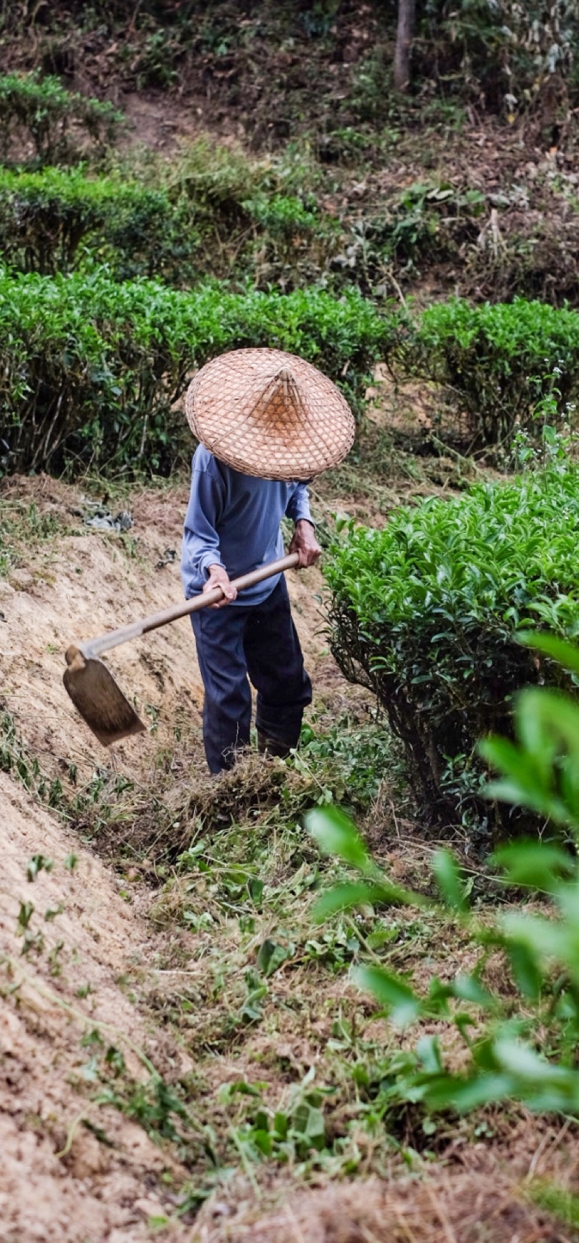 茶园工作人员在茶行之间人工除草