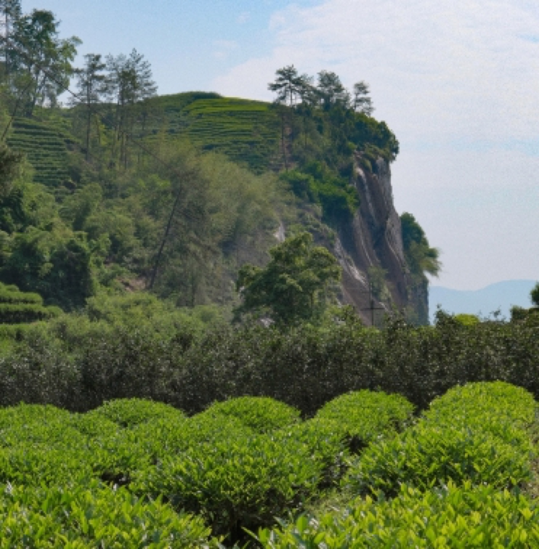 供应方茶园中岩壁与茶树相邻的景象