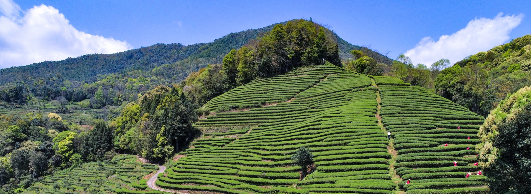 武夷山茶园沿山势展开的全景
