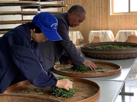 制茶师傅在圆筛上整理叶片