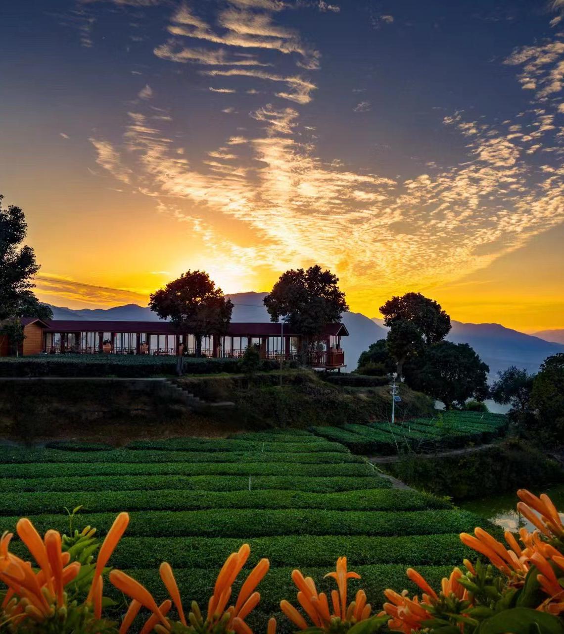 夕照下的坡地茶园、远山和庄园建筑